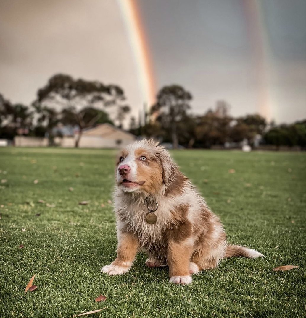 Ok but why you so damn cute?! #dogsoftwitter