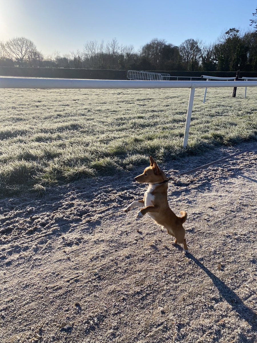 zoom_dog1's tweet photo. Mad as a March Hare 🐾@NaasRacecourse @NaasBall https://t.co/Hx0bYSSqAH