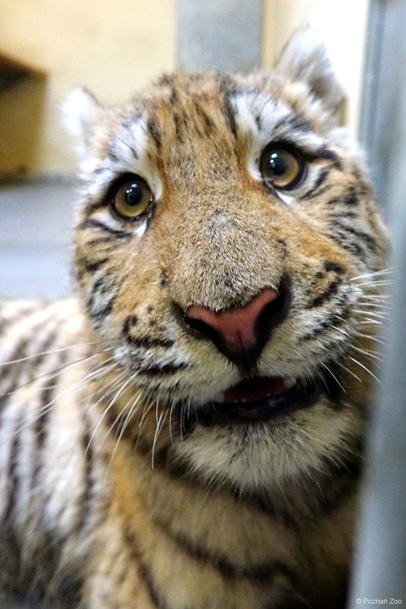 IFAWUK's tweet photo. IFAW has partnered with the Poznań Zoo in Poland to provide temporary shelter &amp; care for wildlife rescued from the conflict in #Ukraine. Thank you to the zoo's incredible team &amp; those who risked their lives transporting these #animals to safety: https://t.co/LhDWHlnKW7

#Caturday https://t.co/QynhnNtvgd