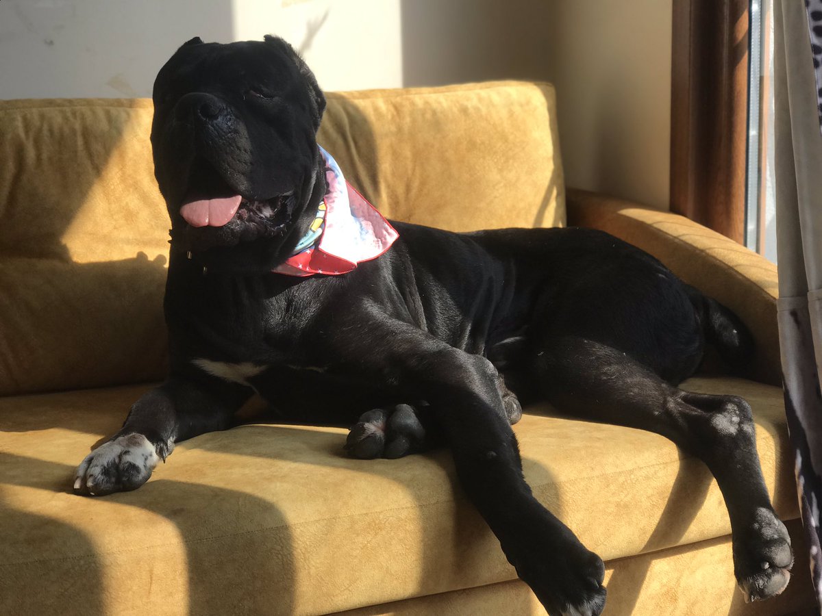 yadebalkaya's tweet photo. Parka bağlanıp terkedilmiş olarak bulduk ŞANSLI’yı. İki gözü de görmüyordu, birinden ameliyat oldu artık görebiliyor. 50 kilo, yumuşak kalpli, insanlara sevgisini yitirmemiş bu oğluma Onu sevecek bir aile, Geçici yuva veya uygun fiyatlı bir pansiyon arıyorum. Paylaşabilir misiniz https://t.co/QAKgbQa2Pg