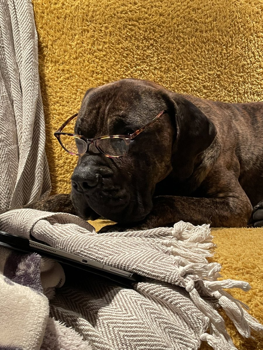 DogmannMartin's tweet photo. Update on Bruce… he’s studying hard and keeping busy 😂❤️ #presacanario #dogmann https://t.co/bRtRTEbj5m