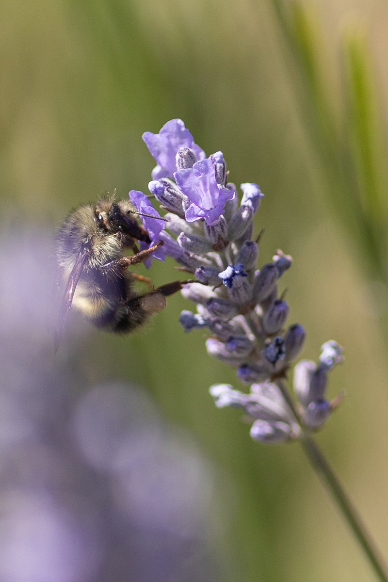 NeasTreasure's tweet photo. Buzzzzz! #Lavender + #Bees reminds me #Spring is coming (in 15 days)!
#Honey
#Macro #Photography https://t.co/RYDdRUDMIh
