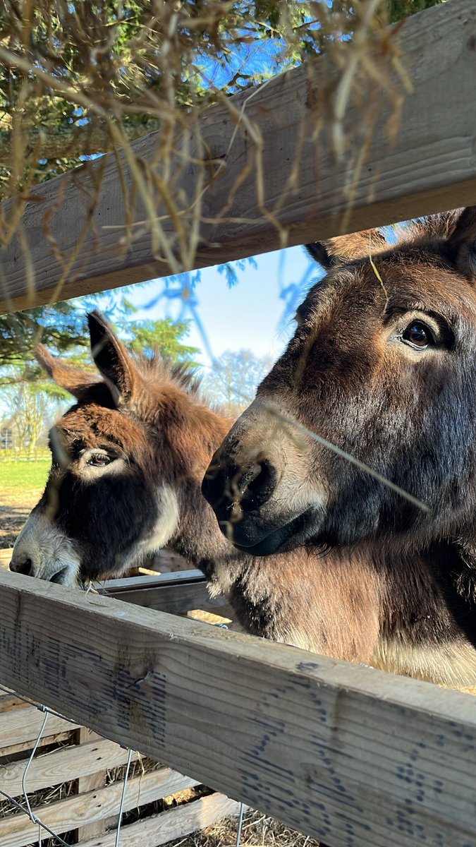 We are having a wonderful stay at the <a href="/WoodlandsHouse/">Fitzgeralds Woodlands House Hotel & Spa</a> in Adare. The sun is shining &amp; we are enjoying my birthday weekend to the max!! 

#saturdayfun #travelwithkids #adare #discoverireland