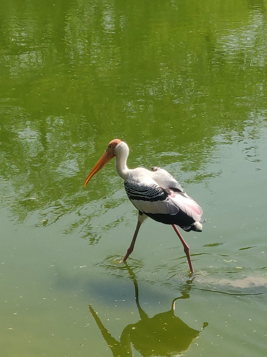 Different strokes of #PaintedStorks