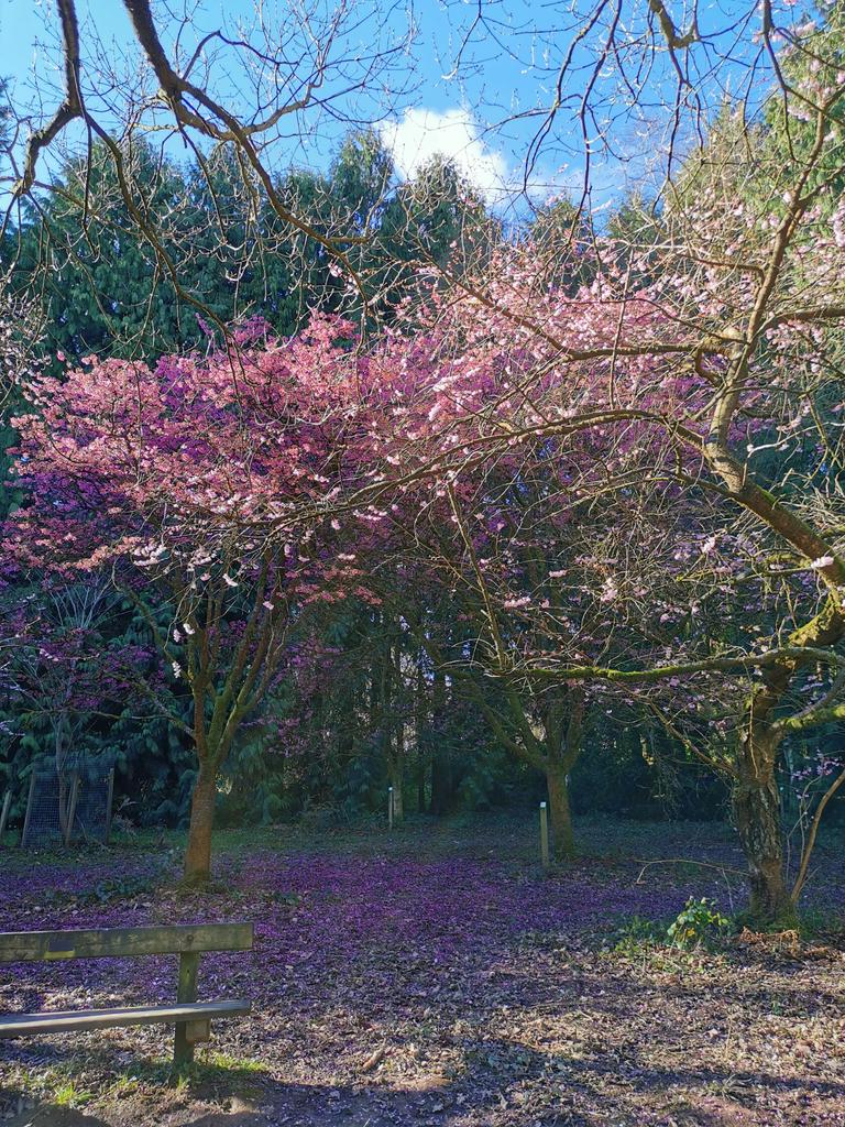 letsgoflingpoo's tweet photo. In the midst of all the green, a burst of cherry accolade

#TreeClub #queenswood #Arboretum #breakfromthenorm https://t.co/yjrWoKMDwn