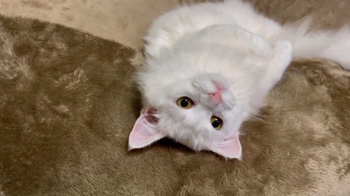 meow_circle's tweet photo. How do you spend your holidays?
#cat #cute #SaturdayMorning https://t.co/1qD7PAV7HJ