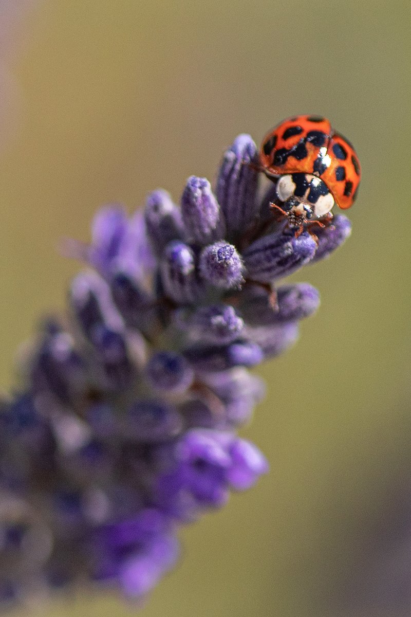 NeasTreasure's tweet photo. OOH, and this one too! #ladybug https://t.co/EyBwPErKw8