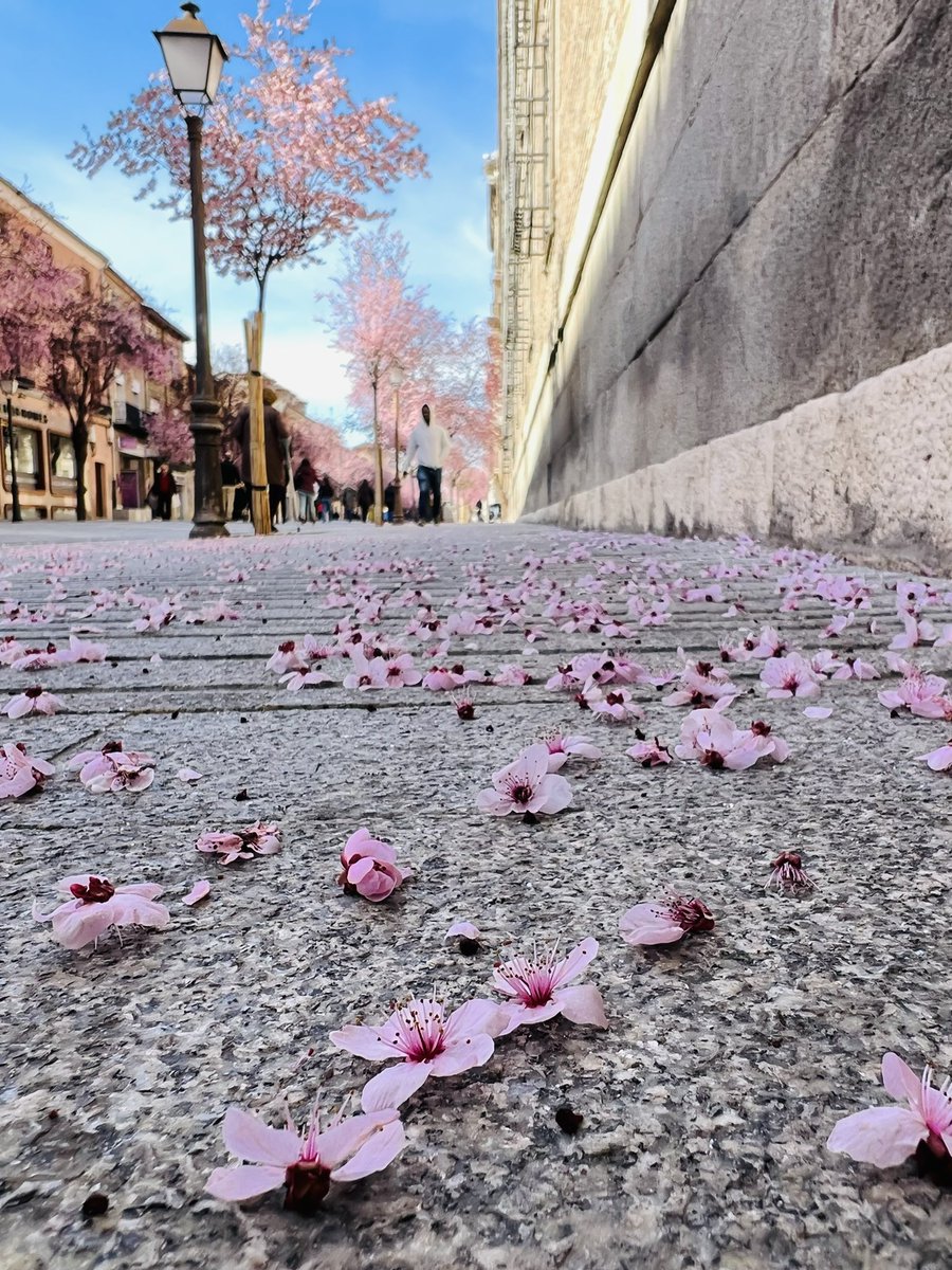 balbella's tweet photo. 🌸 La calle Libreros de #AlcaládeHenares vestida ya de primavera con las flores de sus Prunus 🌸 #PatrimoniodelaHumanidad #ComunidaddeMadrid https://t.co/TuQtSAkQXF
