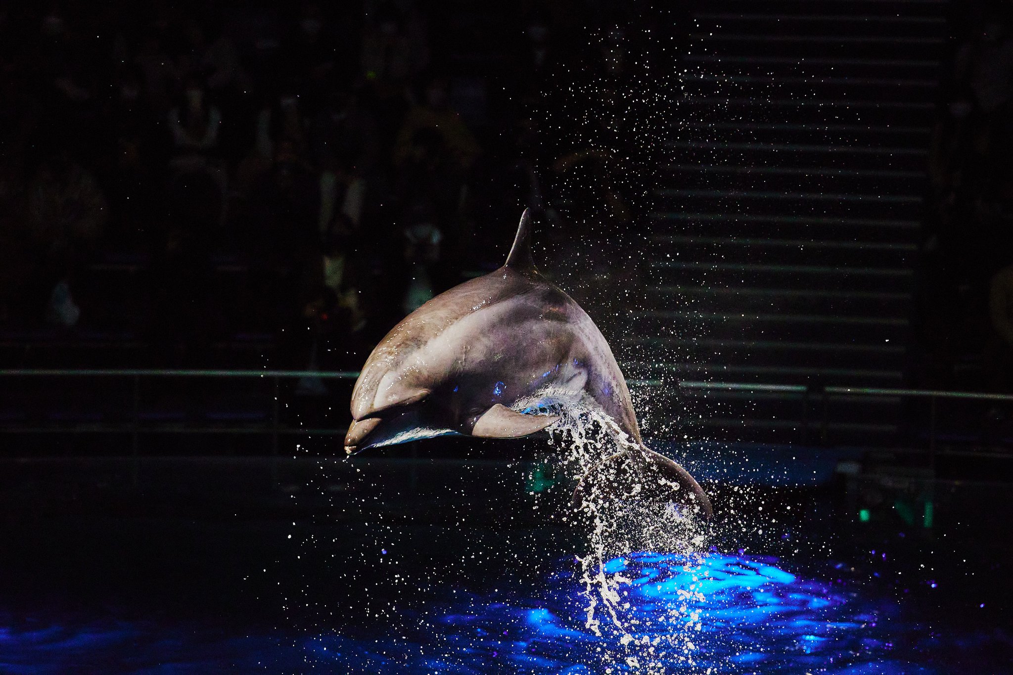 Canon - イルカ Wataru Nishida 西田航 on X: 