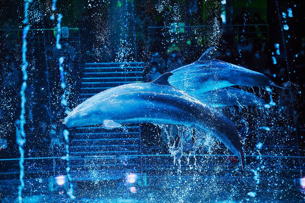 イルカ イルカたちのエサについて熱く語らせてもらいます☆ vol.2｜研究・教育