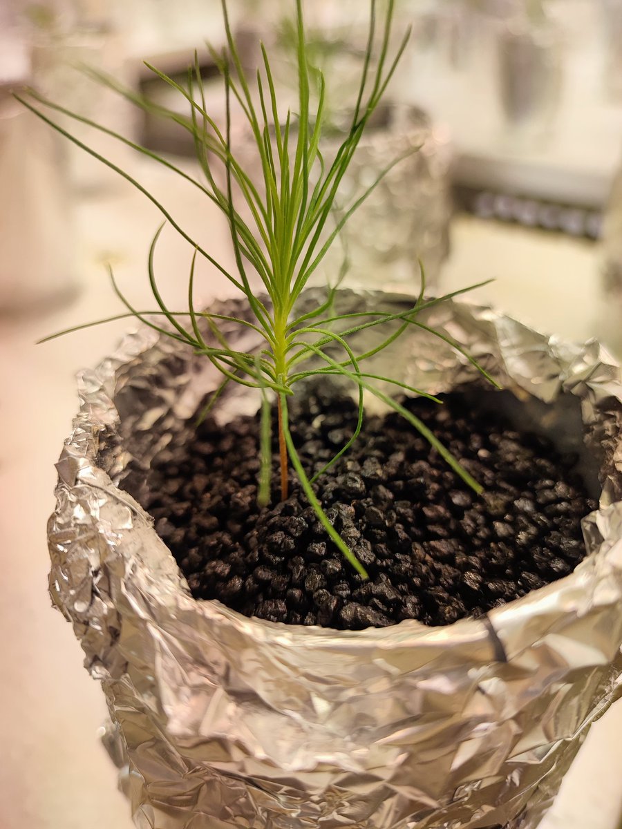 PaolaMusella's tweet photo. 170 pots ready for studying the effect of #mycorrhiza on ameliorating drought stress in #scotspine 
Let's start! @MixForChangeTDN https://t.co/GbnRf7U8o5