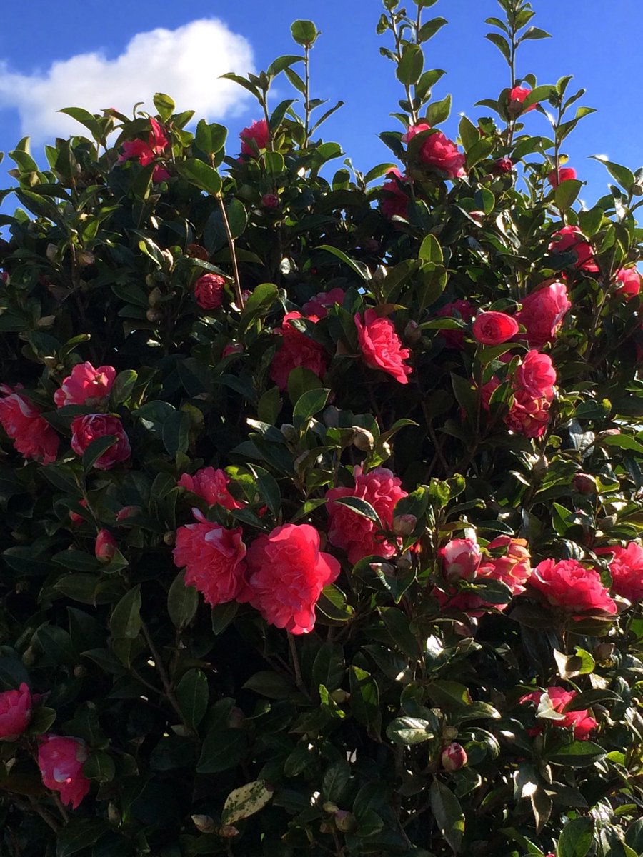 ViewatPen's tweet photo. Blue Skies and Camellias 😃 https://t.co/83uCBNz0lG