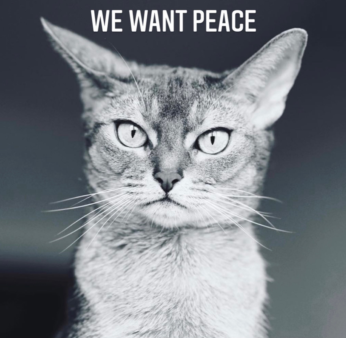 zhannahonor (@zhannahonor) on Twitter photo 