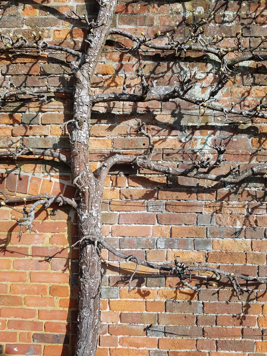 KingJohnsHouse's tweet image. A little warm sunshine playing on the pentice wall @KingJohnsGarden and we are definitely in a #SpringIsOnItsWay kind of mood. One of our beautifully shaped pears comes to life. More #TestValleyGardens @moreTestValley @Visit_Romsey @VisitTestValley
