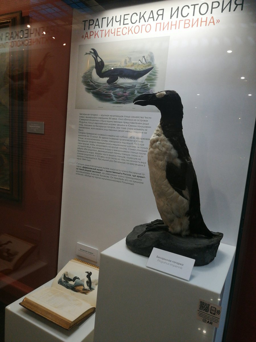 darwinmuseum's tweet photo. Penguins got their name from the latin name of the #greatauk. This flightless bird has been exterminated in the middle of the 19th century. The only great auk in Russia is kept in the #DarwinMuseum.
This extremely rare exhibit is shown for the first time in several years! https://t.co/D6a4rwpCFK