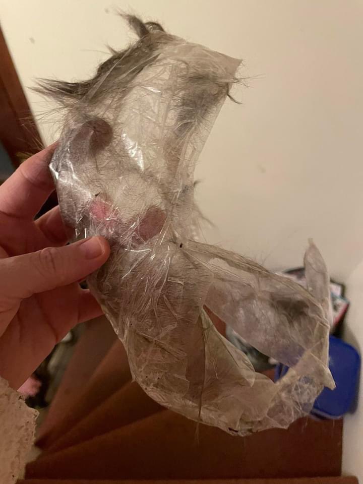 Sá þetta á Facebook. Einhver búinn að vefja pökkunarlímbandi um grey kisu í Vesturbænum. Endilega ræðið við börnin ykkar um virðingu við dýr og að þau hafi tilfinningar rétt eins og við mannfólkið. Því miður ekki í fyrsta skipti sem ég sé svona dæmi.