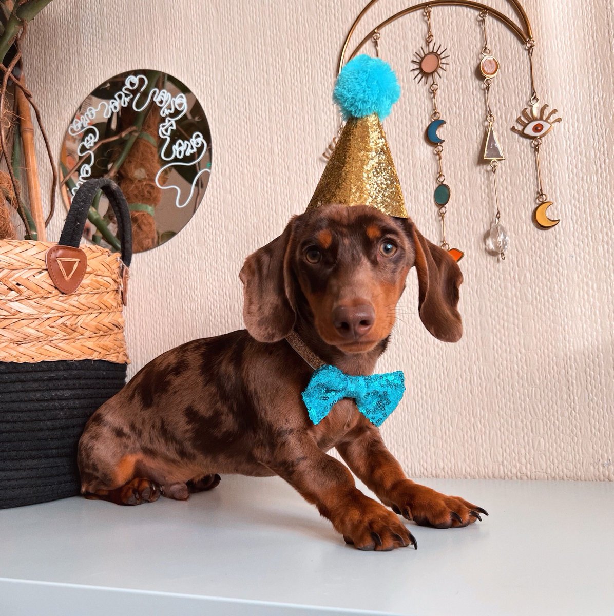 We interrupt your Saturday with this picture of Raffa, one of our office dogs, who's always ready to party. Party on, Raffa.