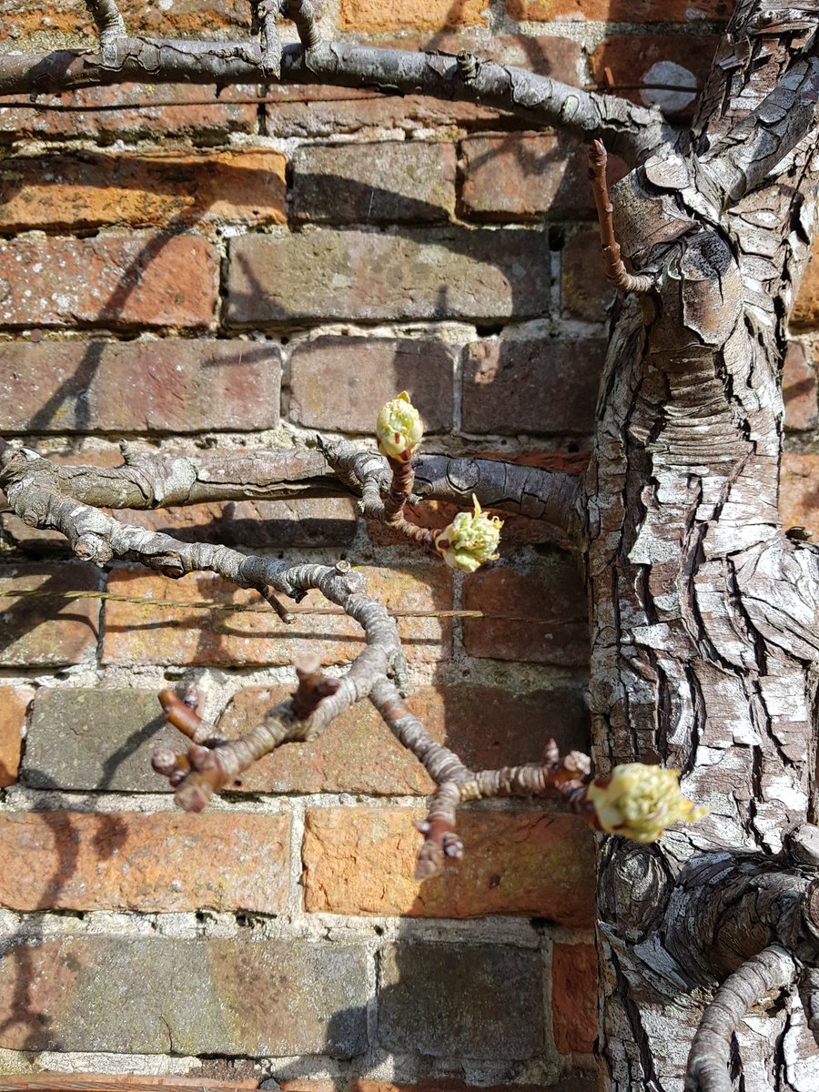 KingJohnsHouse's tweet image. A little warm sunshine playing on the pentice wall @KingJohnsGarden and we are definitely in a #SpringIsOnItsWay kind of mood. One of our beautifully shaped pears comes to life. More #TestValleyGardens @moreTestValley @Visit_Romsey @VisitTestValley