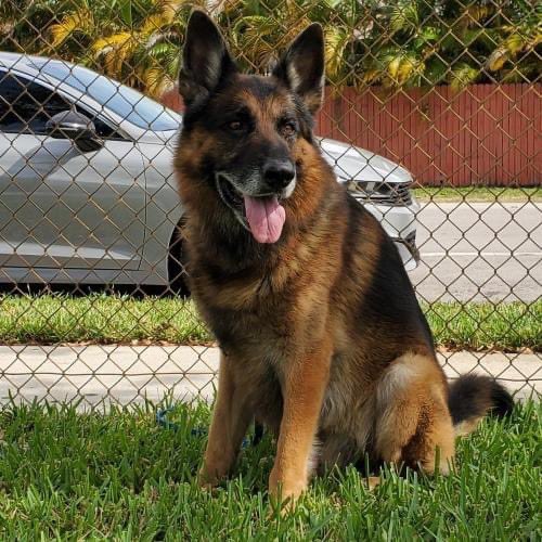 shepherdhelpfl's tweet photo. Urijah is a handsome 7-year-old German import.  He joined SHARE after living most of his life in a back yard. He knows German commands, loves fetch &amp; is very sweet. He would benefit from leash training &amp; needs a home with a fenced in yard. Needs to be only pet. #gsdrescue #gsd https://t.co/BTuyiFkM4S