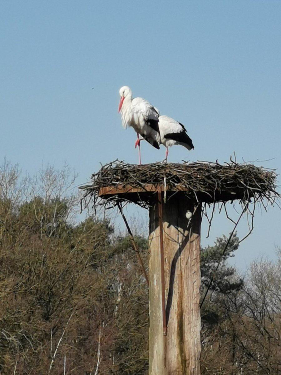 Het wordt lente! De ooievaars zijn er weer.