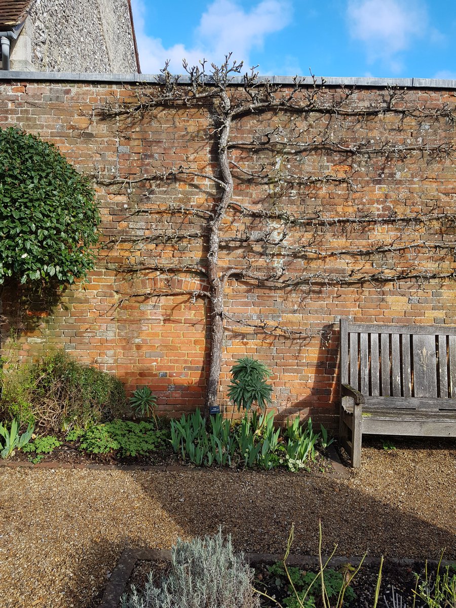 KingJohnsHouse's tweet image. A little warm sunshine playing on the pentice wall @KingJohnsGarden and we are definitely in a #SpringIsOnItsWay kind of mood. One of our beautifully shaped pears comes to life. More #TestValleyGardens @moreTestValley @Visit_Romsey @VisitTestValley