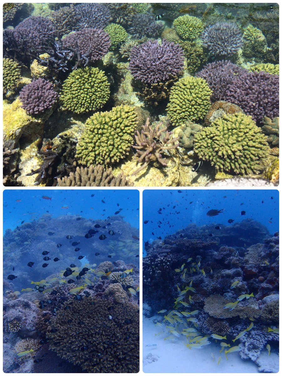 リボン様 琉球*海のたね 枝サンゴ 確認用ページ | werc.co.nz