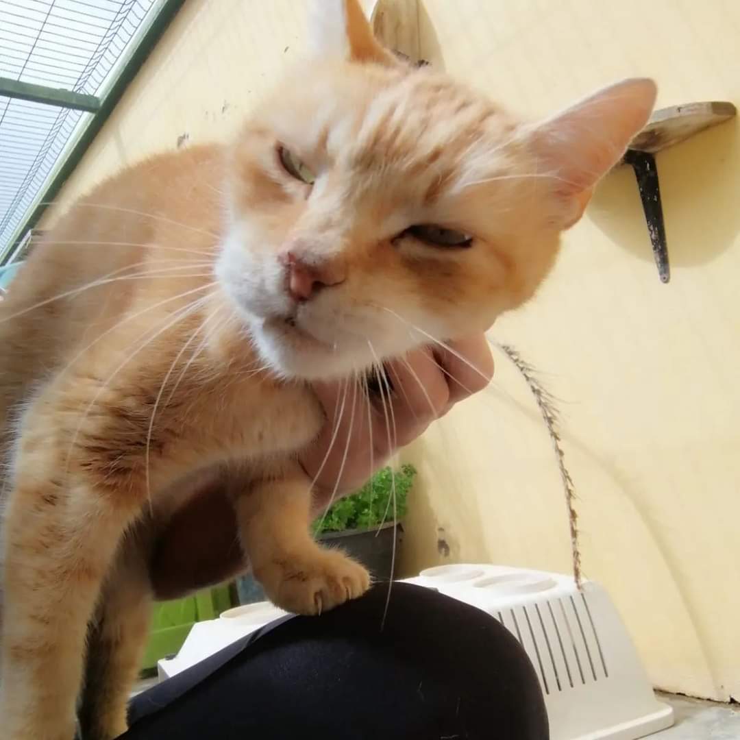 Hércules, un abuelito que necesita un hogar, está en el Albergue Comarcal Valle Colino. ¿Nos ayudas a difundir? ¿ Le encontramos un hogar?
#vallecolino #voluntariado #adopta #adoptanocompres #ponungatoentuvida #adopta #salvaunavida  #tenerife #lalaguna