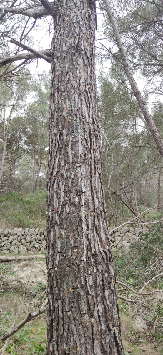 FOREST_TRAMUN's tweet photo. Individuo afectado por el 𝑇𝑜𝑚𝑖𝑐𝑢𝑠 𝑑𝑒𝑠𝑡𝑟𝑢𝑒𝑛𝑠, cortado y extraído de la masa forestal. https://t.co/9LHgO3TZ68