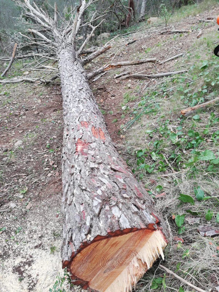 FOREST_TRAMUN's tweet photo. Individuo afectado por el 𝑇𝑜𝑚𝑖𝑐𝑢𝑠 𝑑𝑒𝑠𝑡𝑟𝑢𝑒𝑛𝑠, cortado y extraído de la masa forestal. https://t.co/9LHgO3TZ68