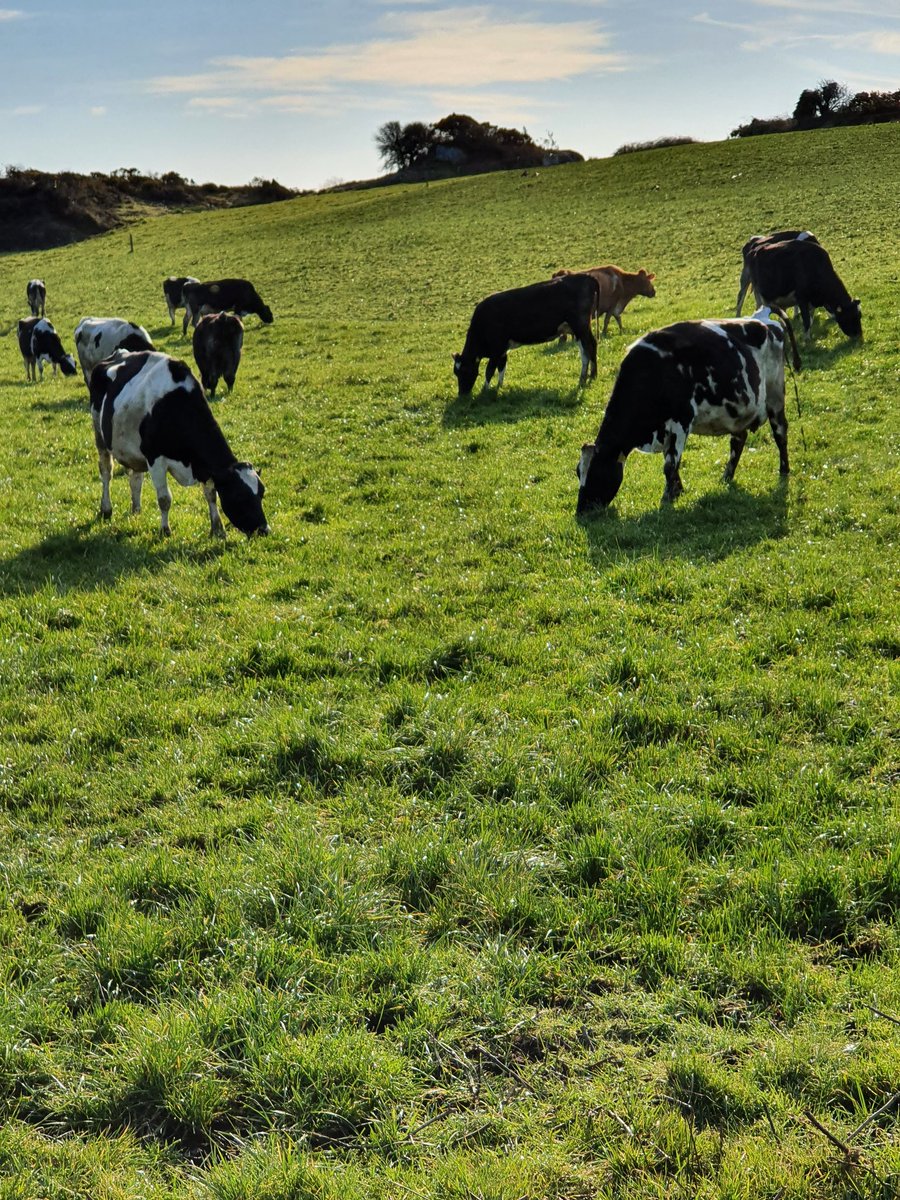 2pintpaddy's tweet photo. Cow Performance 04/03/22
Cows = 30
Yield = 20.5
Kgs/Ms/Cow = 1.66
Butterfat = 4.62
Protein = 3.33
Lactose = 4.80
SCC = 119,000
TBC = 12
Meal = 4kgs
Farm Grazed = 31%
#GrassToMilk2020 #SpringRotationalPlanner #WestCork https://t.co/gHaDgE76YO
