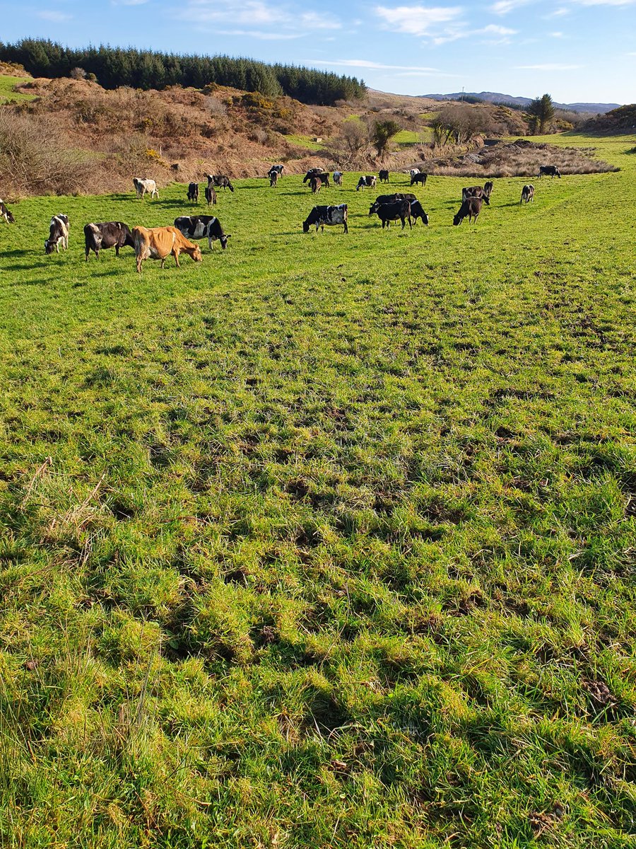 2pintpaddy's tweet photo. Cow Performance 04/03/22
Cows = 30
Yield = 20.5
Kgs/Ms/Cow = 1.66
Butterfat = 4.62
Protein = 3.33
Lactose = 4.80
SCC = 119,000
TBC = 12
Meal = 4kgs
Farm Grazed = 31%
#GrassToMilk2020 #SpringRotationalPlanner #WestCork https://t.co/gHaDgE76YO