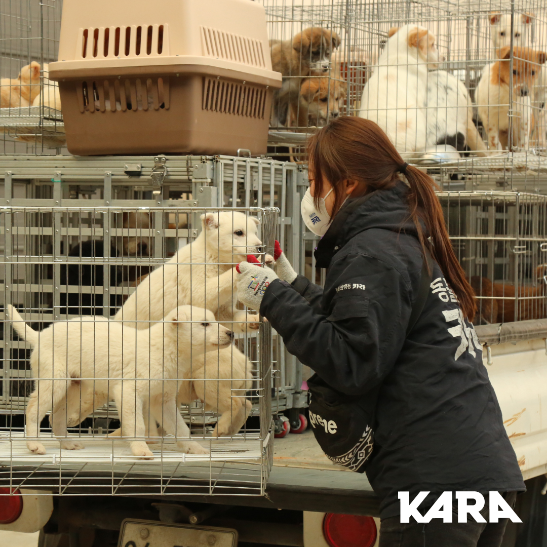 ekara_org's tweet photo. 카라의 활동가들은 현재 울진군 동물보호센터에 와 있습니다. 동물보호센터 직원분들, 그리고 봉사자님과 함께 현장에서 개들의 피난길을 만들고 있는 중입니다.
⠀ https://t.co/BrCFBQAqMU