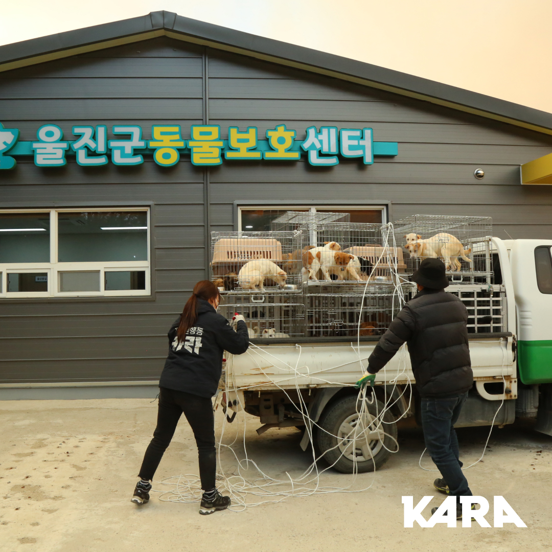 ekara_org's tweet photo. 카라의 활동가들은 현재 울진군 동물보호센터에 와 있습니다. 동물보호센터 직원분들, 그리고 봉사자님과 함께 현장에서 개들의 피난길을 만들고 있는 중입니다.
⠀ https://t.co/BrCFBQAqMU