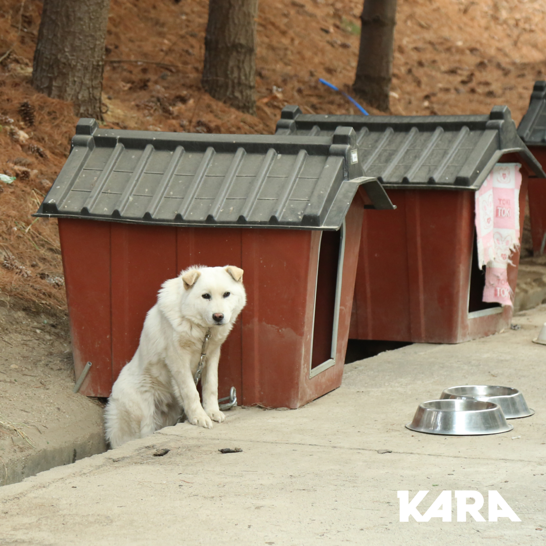 ekara_org's tweet photo. 카라의 활동가들은 현재 울진군 동물보호센터에 와 있습니다. 동물보호센터 직원분들, 그리고 봉사자님과 함께 현장에서 개들의 피난길을 만들고 있는 중입니다.
⠀ https://t.co/BrCFBQAqMU