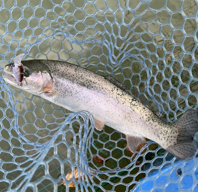 今日は色々あったので、18匹ぐらい・・ 