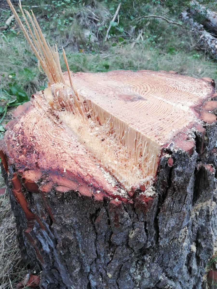 FOREST_TRAMUN's tweet photo. Control de la dirección de caída mediante formación de la entalladura, respeto del escalón de fractura, ajuste de la charnela, uso de cuñas... https://t.co/DzyTPyd2ZV