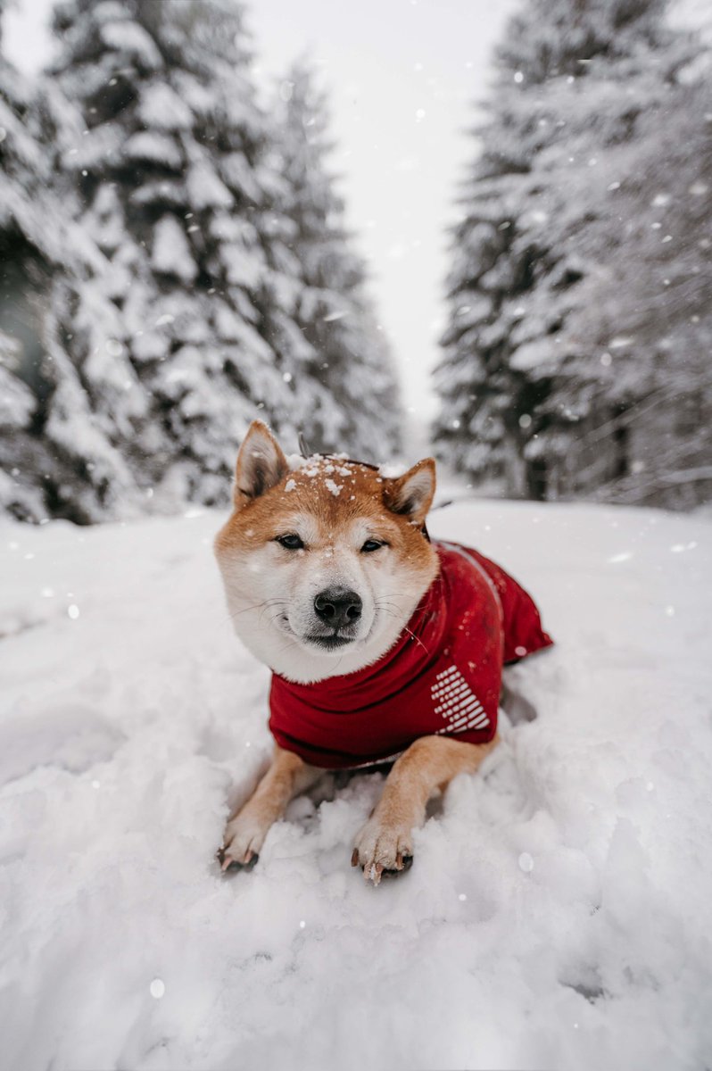 wildwithnoa tweet media