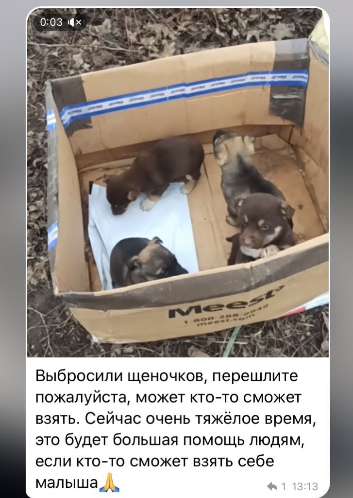 ОДЕССА/ОДЕССКАЯ ОБЛАСТЬ репост пожалуйста‼️ 

щеночков могут подвезти и помочь с кормом