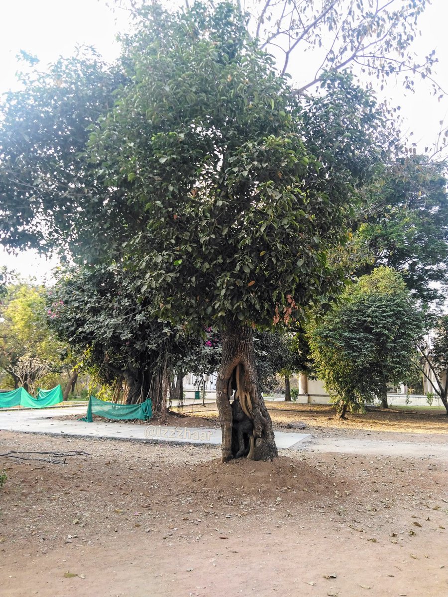 iZzzHaaR's tweet photo. ๐ณ๐ด๐ชต๐ต๐ฒ๐ณ
#IndiAves
#NaturePhotography
#IncredibleIndia
#incredibleTrees
#TreeTrunks
#AmazingTrees
#HoleintheTrunk
#TreePhotography
#TreePictures #TreeShots https://t.co/NMGtDejObL