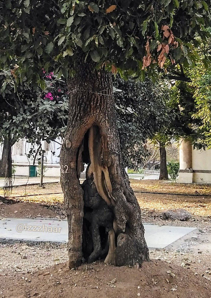 iZzzHaaR's tweet photo. ๐ณ๐ด๐ชต๐ต๐ฒ๐ณ
#IndiAves
#NaturePhotography
#IncredibleIndia
#incredibleTrees
#TreeTrunks
#AmazingTrees
#HoleintheTrunk
#TreePhotography
#TreePictures #TreeShots https://t.co/NMGtDejObL
