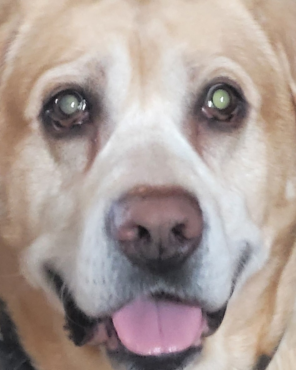 BigChillingg's tweet photo. Me when muta uploads a video. 
@OrdinaryGamers @someordinarypod 
#YouTube #videos #Video #LIVE #muta #MakeItHappen #mutaverse #community https://t.co/WYEYDYx3uB