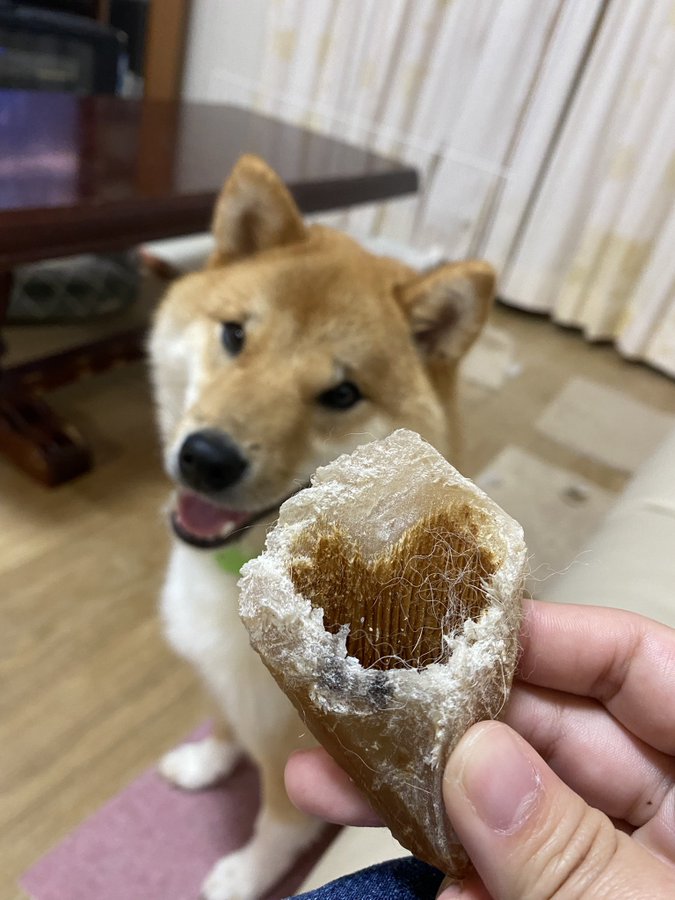 食べな 家族でひとりだけ煎餅を食べてない飼い主に 煎餅っぽい犬用オヤツをくれる柴犬がいい奴すぎる 柴犬ライフ Shiba Inu Life