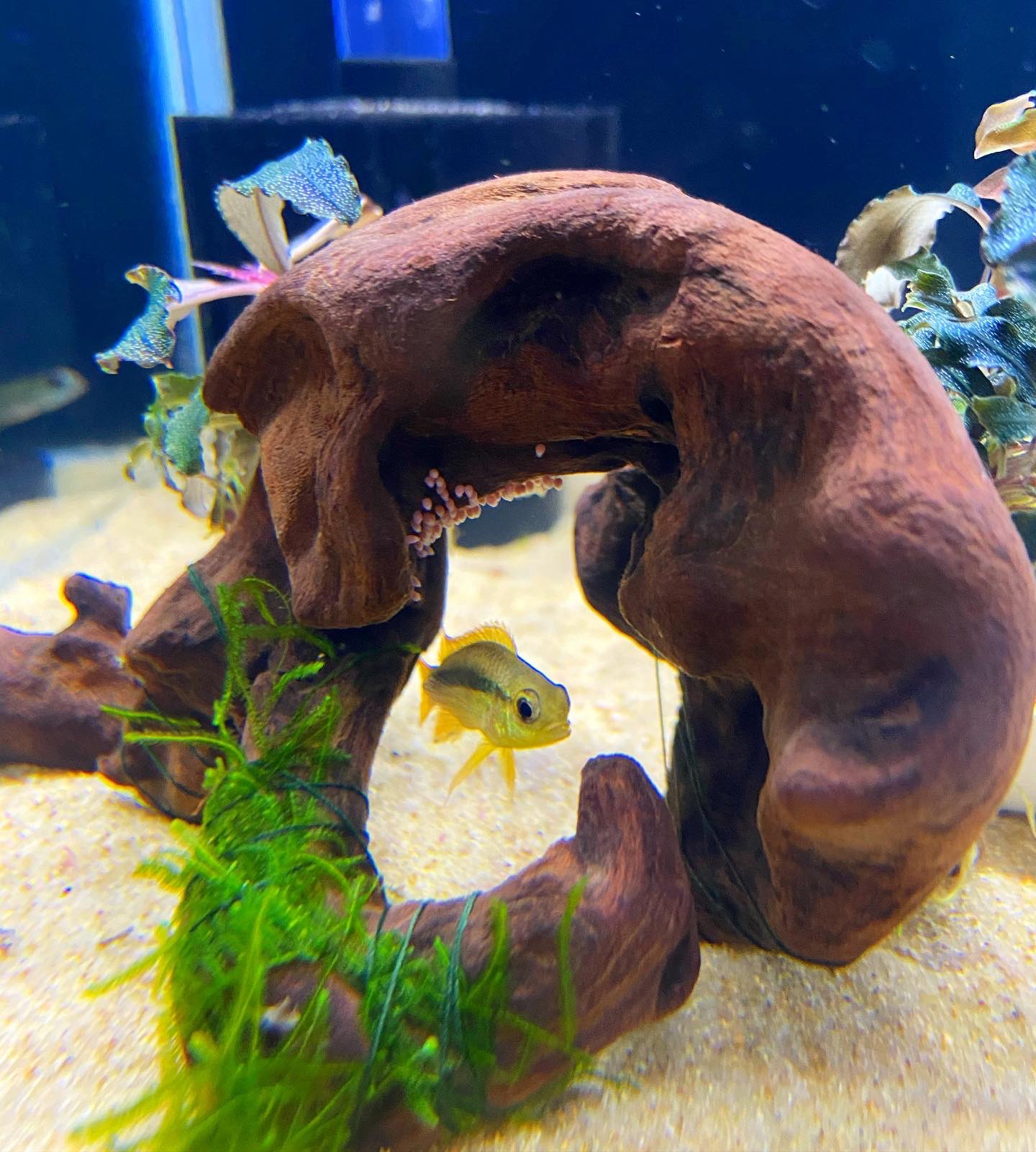 アクアテイク E アクアテイクイー 熱帯魚専門店 本日は閉店しました 明日は10 00 19 00の営業です 本日 アピストグラマ アカシジィブルーフレームが産卵しました 毎日 しっかりと観察しながらお魚に餌あげしていた川島と今日 たまたま販売用の流木