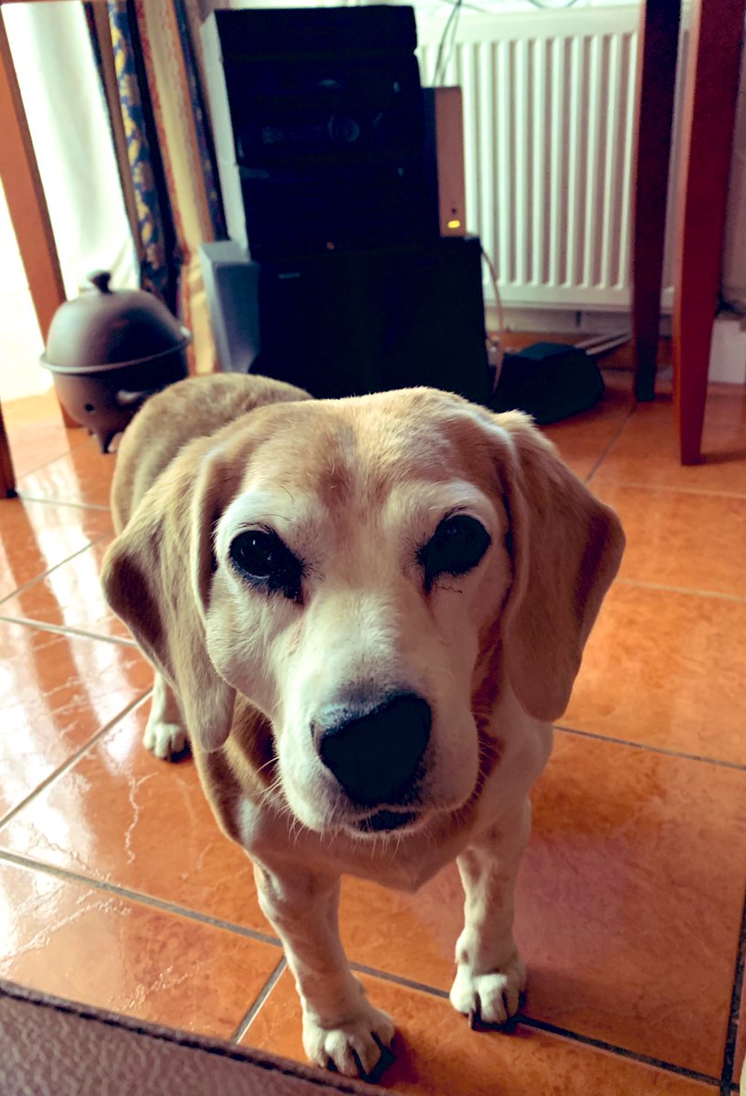 MJmenares's tweet photo. #sindespertador buenos días les dice Lisa 🤩 https://t.co/zuacceiTkP