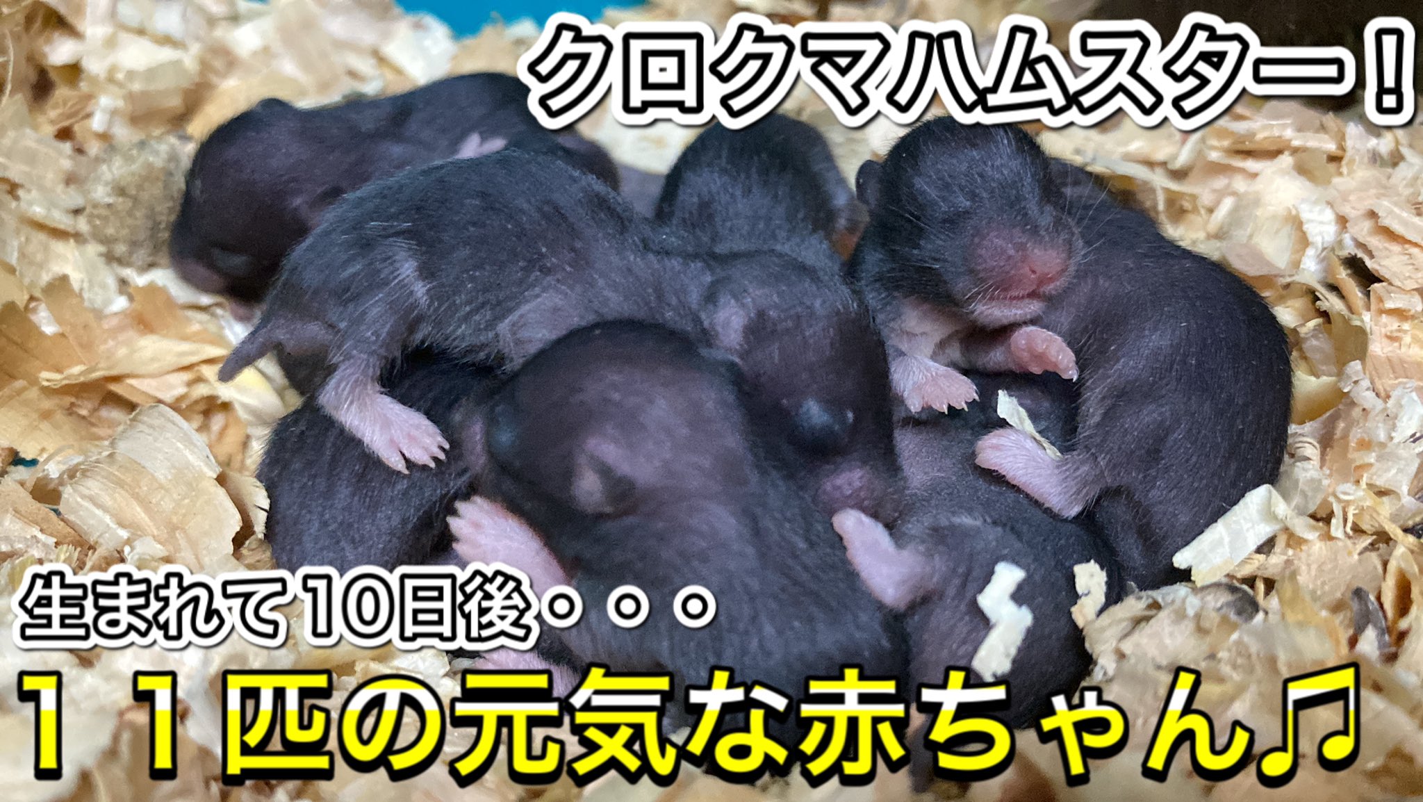 Twitter 上的 草津熱帯圏 生まれて10日後のクロクマハムスター11匹の可愛い赤ちゃん お母さんは大変です T Co Sahs9hgye1 チャンネル登録よろしくお願い致します 草津熱帯圏 草津温泉 クロクマハムスター ハムスター Hamster T Co Twitter 上的 草津熱帯圏 生まれて10日後のクロクマハムスター11匹の可愛い赤ちゃん お母さんは大変です T Co Sahs9hgye1 チャンネル登録よろしくお願い致します 草津熱帯圏 草津温泉 クロクマハムスター ハムスター Hamster T Co