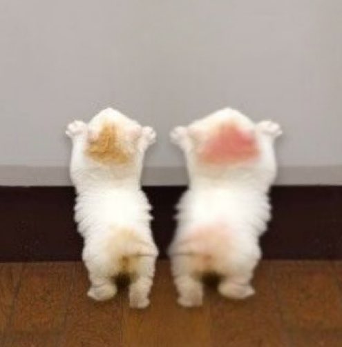 อ้วนผอมจอมซน