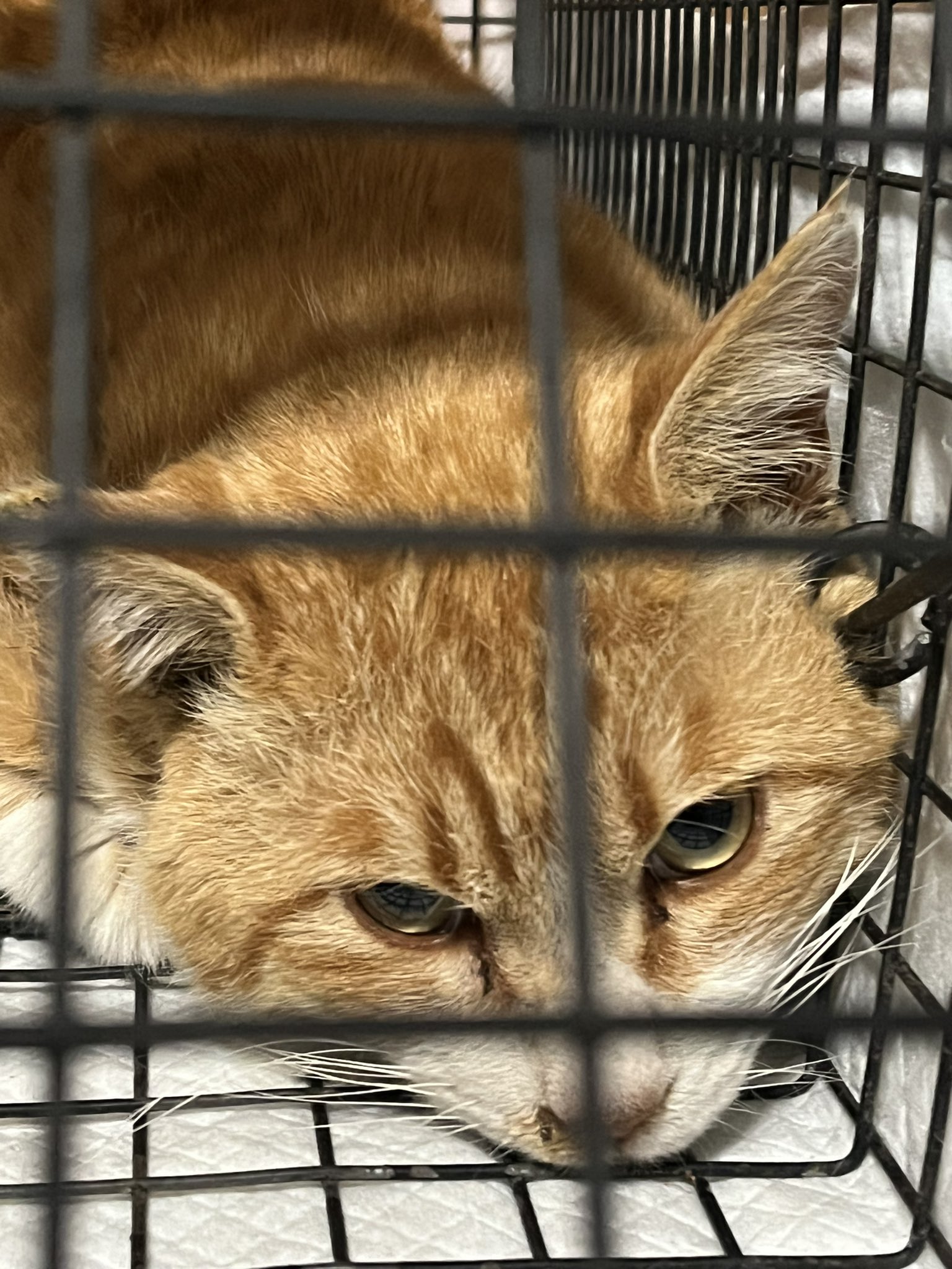 いながき動物病院 Inagakiah Twitter