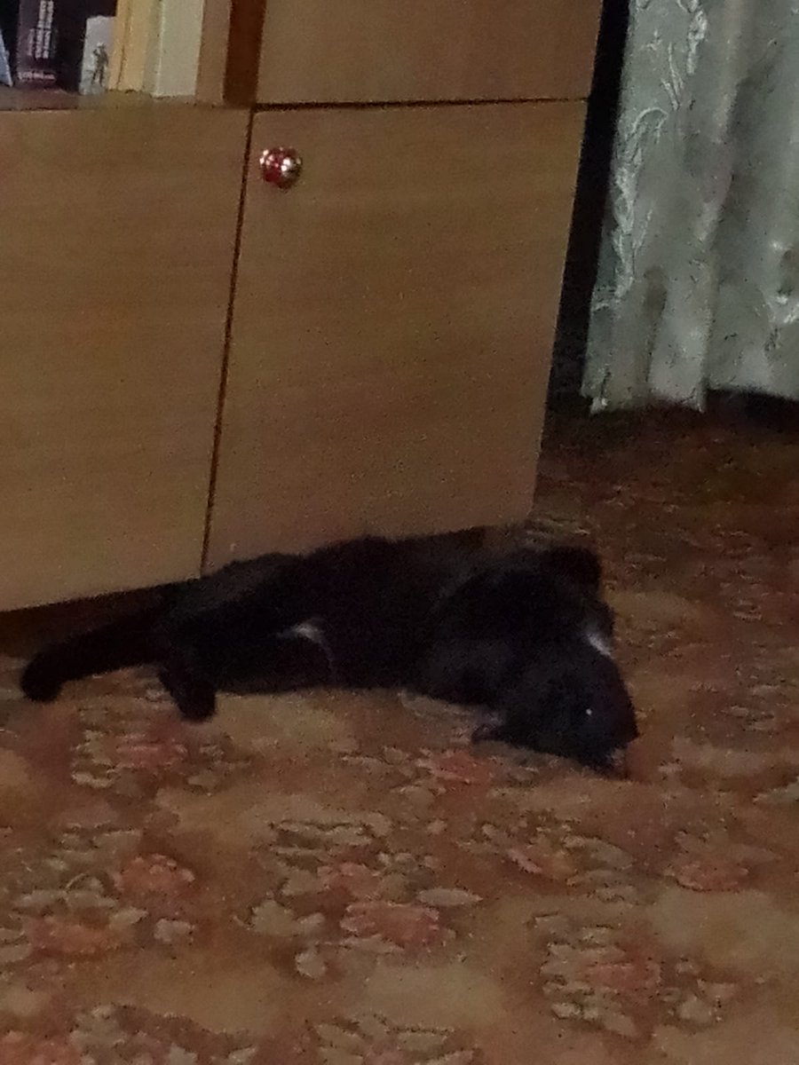 vilialiii's tweet photo. В пизду все
Вот мой кот
У МЕНЯ БУДЕТ КОШАЧИЙ АККАУНТ https://t.co/nnVzajjIak