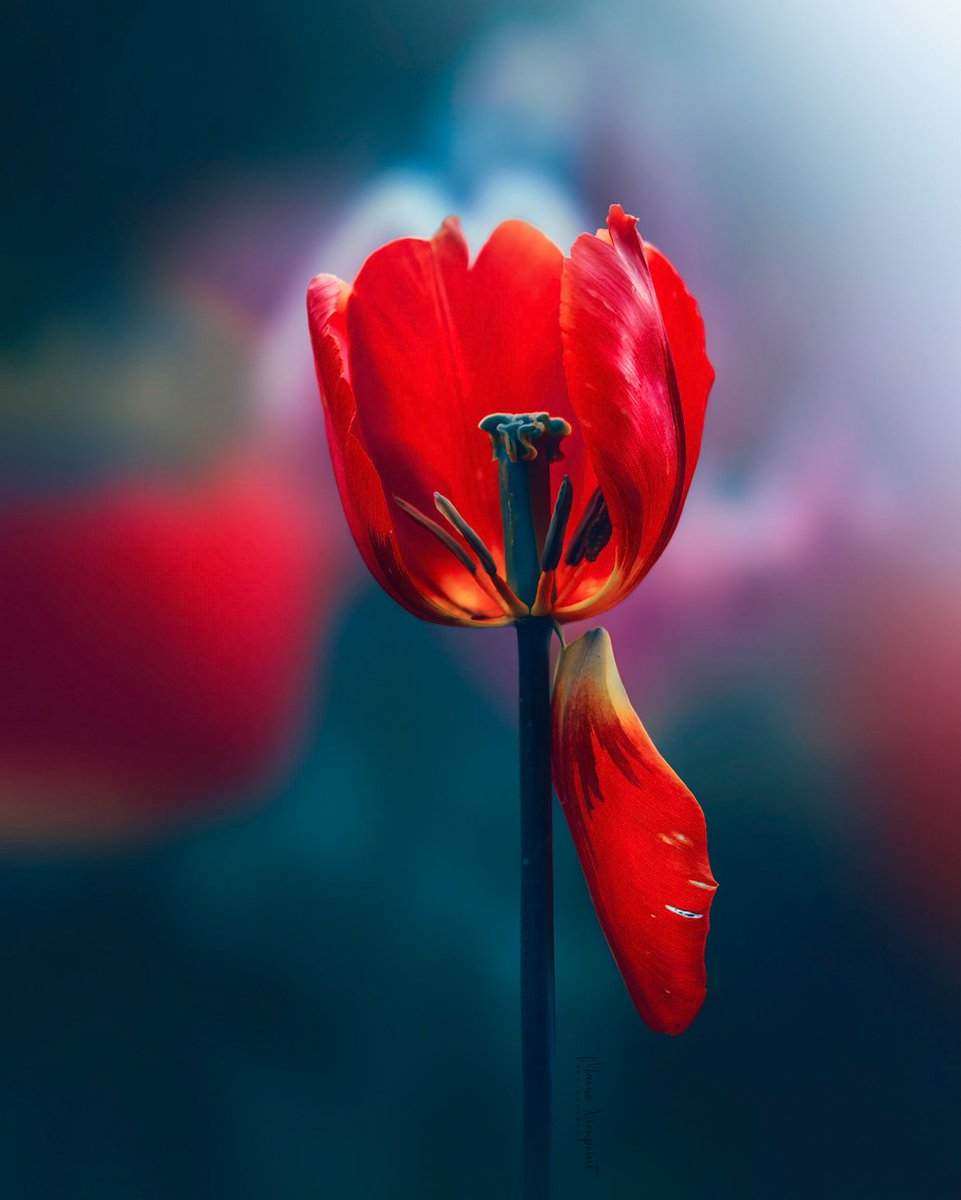 Hanging by a thread 🌷

#tulips #macrophotography #spring #macrohour