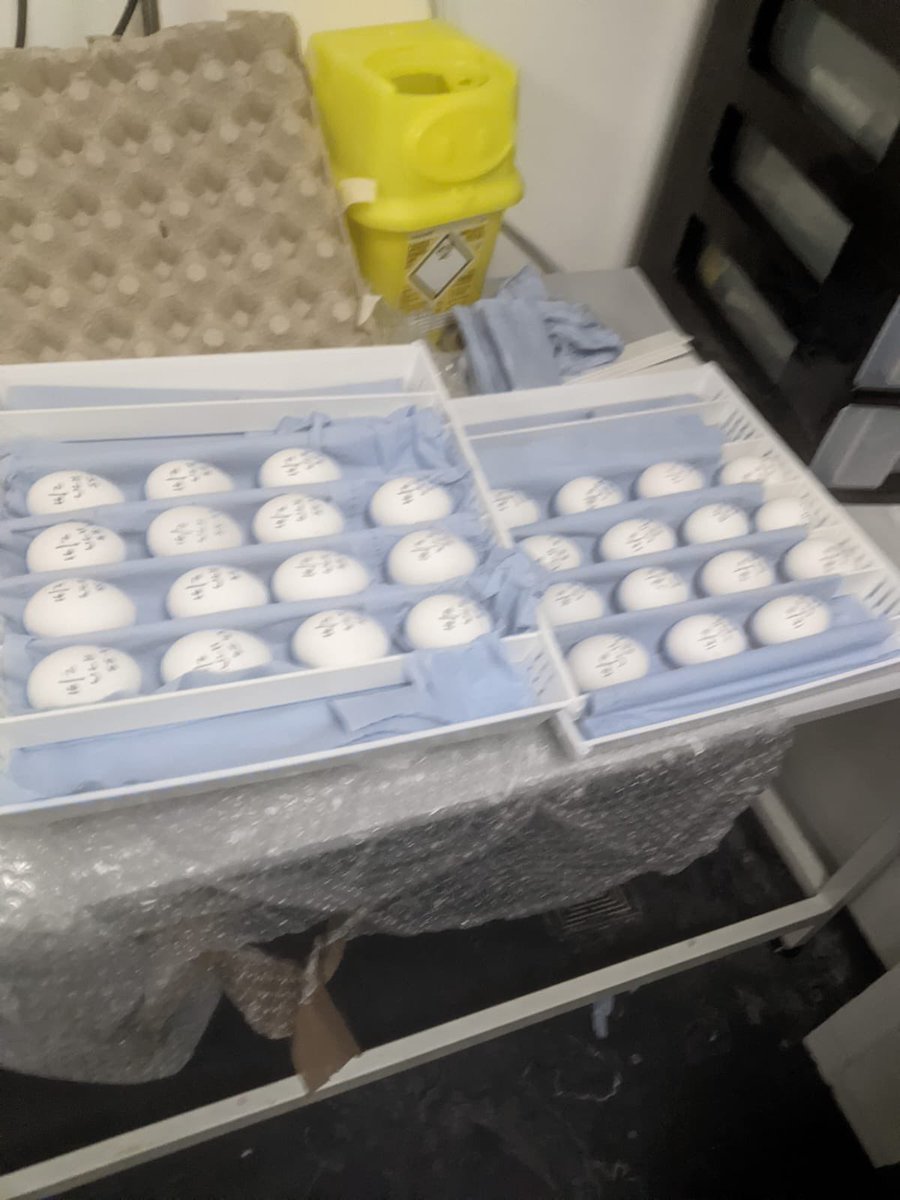 pinkbools's tweet photo. Had an amazing week in the labs doing actual science with @Boydlab1 . Learning cool new stuff and even better teaching cool stuff. All the usual stuff still to deal with #notinthelab but rejuvenated! @HannahG199620 @_SamanthaMcCabe @roshakram @YasirFarhan9 https://t.co/454uO7f1Qf